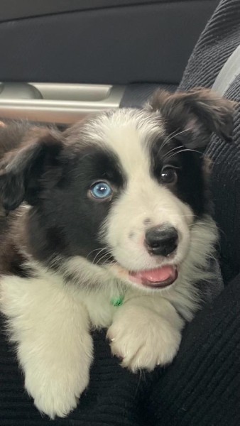 Spike 7wk.jpeg