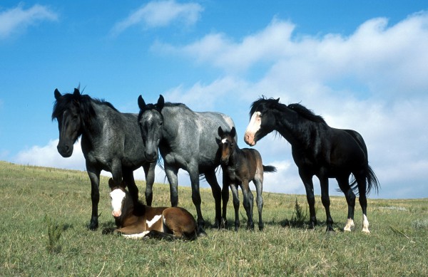 Paarden Treffen.jpg
